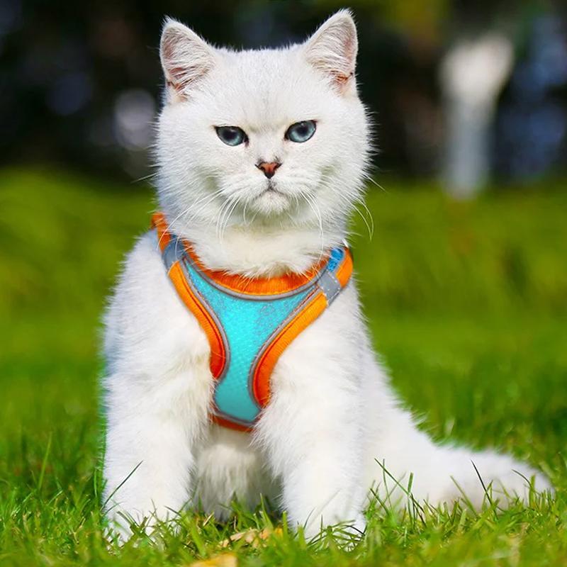 Pet Chest Harness