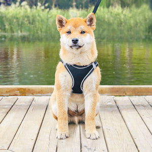 Pet Chest Harness