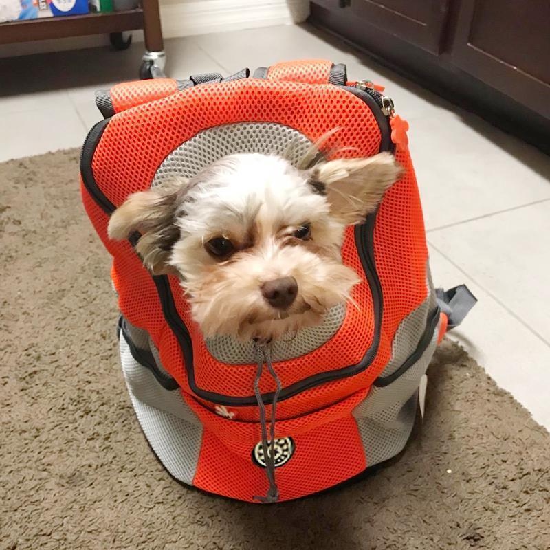 Backpack For Dogs/Cats