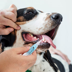 Cat & Dog Teeth Repairing Kit