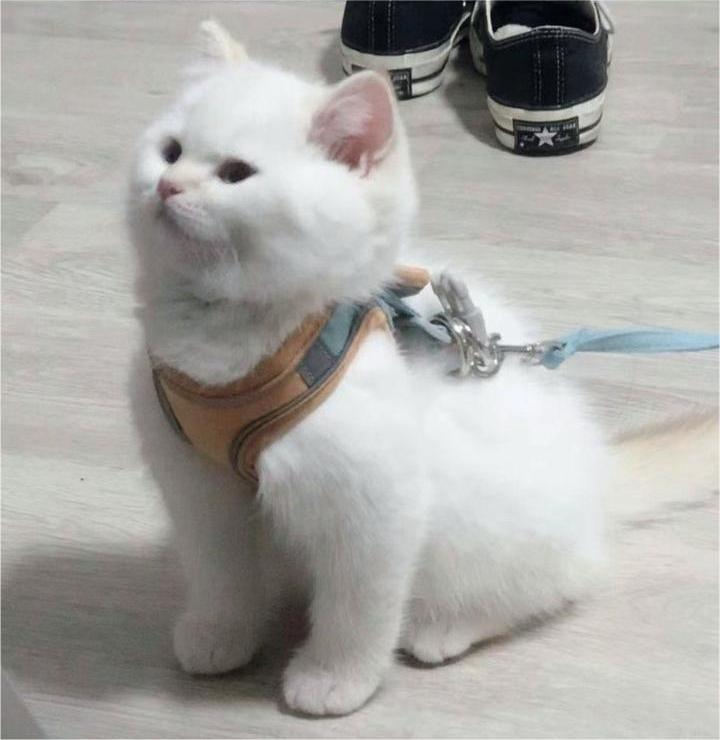 Cat Vest Harness and Leash Set