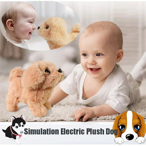 Interactive Simulation Toy
